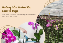 Hướng dẫn chăm sóc lan hồ điệp