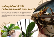 Hướng Dẫn Chi Tiết Chăm Sóc Lan Hồ Điệp Sau Tết