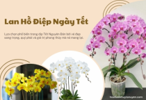 Hoa Lan Hồ Điệp – Lựa Chọn Hoàn Hảo Cho Ngày Tết
