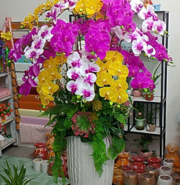Hoa lan đẹp Hoa lan đẹp