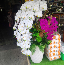Hoa lan đẹp Hoa lan đẹp