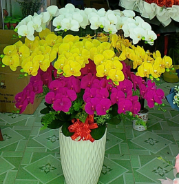 Hoa lan đẹp Hoa lan đẹp