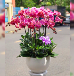 LAN HỒ ĐIỆP ĐẸP LAN HỒ ĐIỆP ĐẸP
