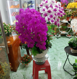 Hoa lan đẹp Hoa lan đẹp