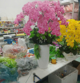 Hoa lan đẹp Hoa lan đẹp