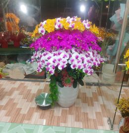 Hoa lan đẹp Hoa lan đẹp