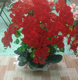 Hoa lan đẹp Hoa lan đẹp