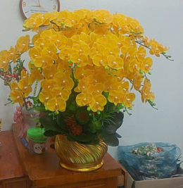 Hoa lan đẹp Hoa lan đẹp