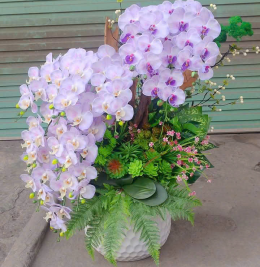 Hoa lan đẹp Hoa lan đẹp