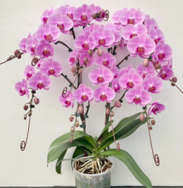 LAN HỒ ĐIỆP ĐẸP LAN HỒ ĐIỆP ĐẸP