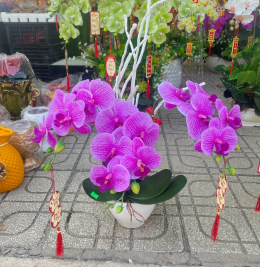 Hoa lan hàng cao su non Hoa lan hàng cao su non