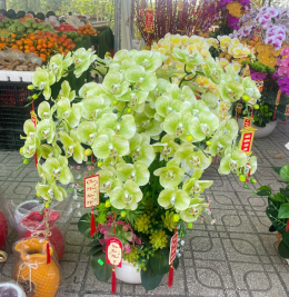 Hoa lan hàng cao su non Hoa lan hàng cao su non
