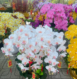 Hoa lan hàng cao su non Hoa lan hàng cao su non