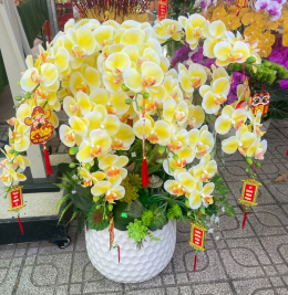 Hoa lan hàng cao su non Hoa lan hàng cao su non