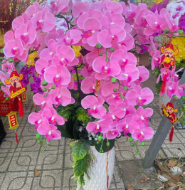 Hoa lan hàng cao su non Hoa lan hàng cao su non