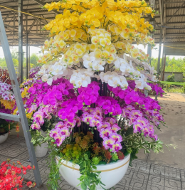 Hoa lan 100 cành hàng cao su non Hoa lan 100 cành hàng cao su non