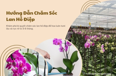 Hướng dẫn chăm sóc lan hồ điệp