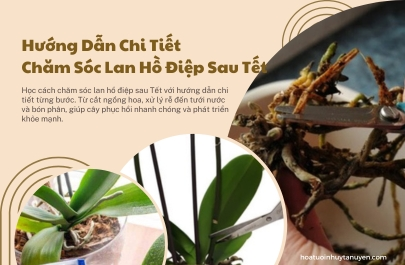Hướng Dẫn Chi Tiết Chăm Sóc Lan Hồ Điệp Sau Tết