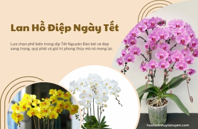 Hoa Lan Hồ Điệp – Lựa Chọn Hoàn Hảo Cho Ngày Tết