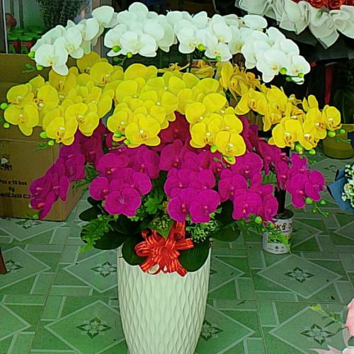 Hoa lan đẹp