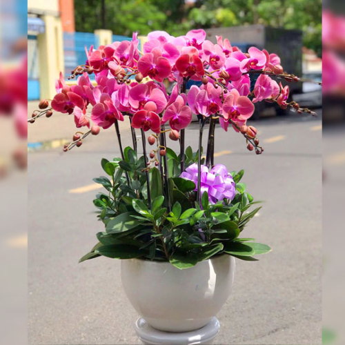 LAN HỒ ĐIỆP ĐẸP