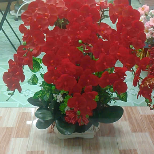 Hoa lan đẹp