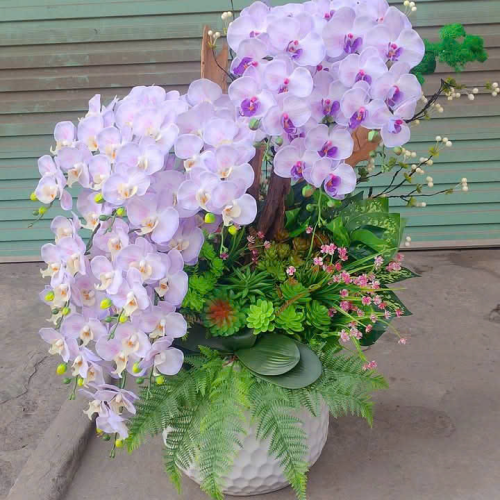 Hoa lan đẹp