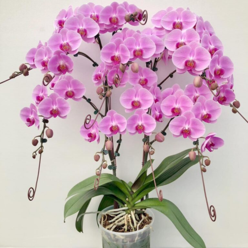 LAN HỒ ĐIỆP ĐẸP