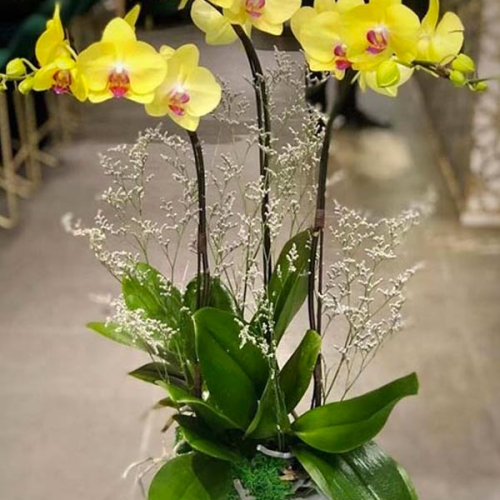 LAN HỒ ĐIỆP ĐẸP