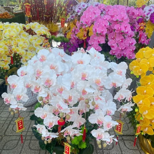 Hoa lan hàng cao su non