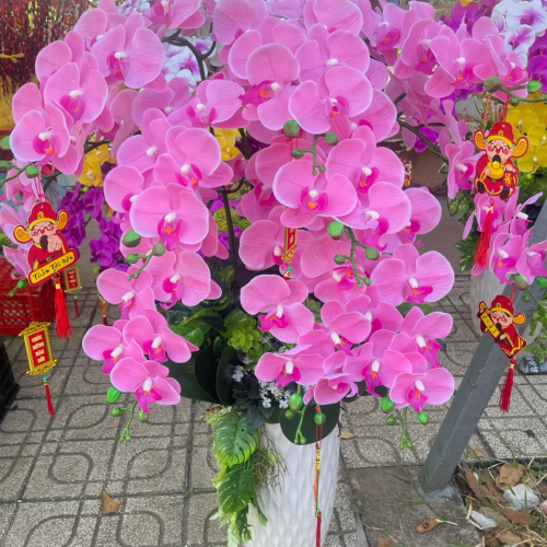 Hoa lan hàng cao su non