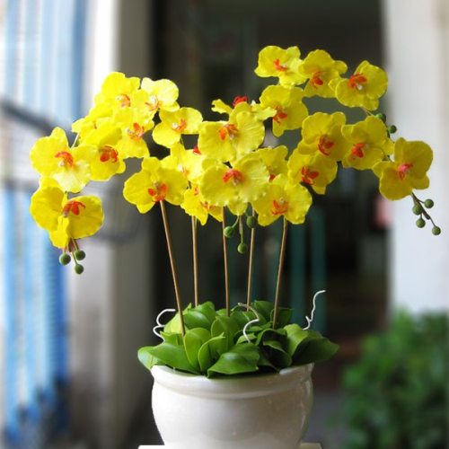 LAN HỒ ĐIỆP ĐẸP