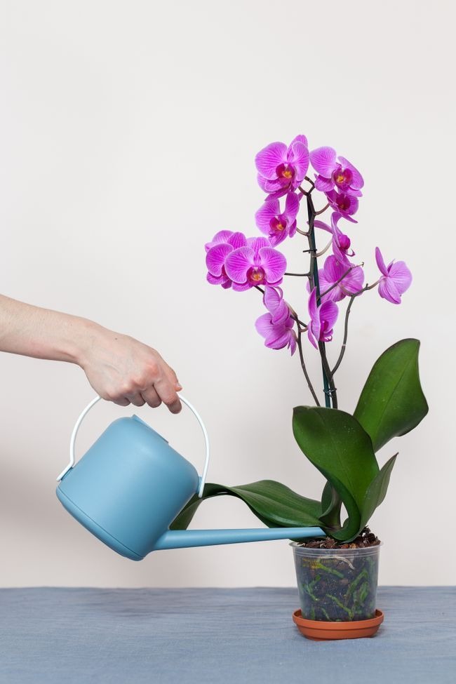 Chăm sóc và tưới nước lan hồ điệp - Hoa Tươi Như Ý - Lan Hồ Điệp Giá Rẻ Bắc Tân Uyên
