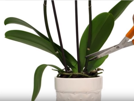 Cắt Ngồng Hoa - Hoa Tươi Như Ý - Lan Hồ Điệp Giá Rẻ Bắc Tân Uyên