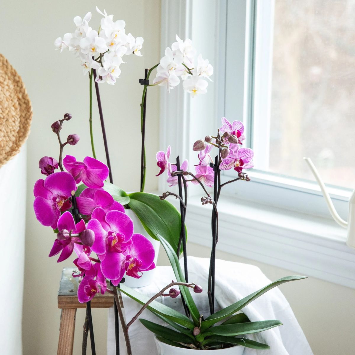 Vị trí đặt chậu lan hồ điệp - Hoa Tươi Như Ý - Lan Hồ Điệp Giá Rẻ Bắc Tân Uyên