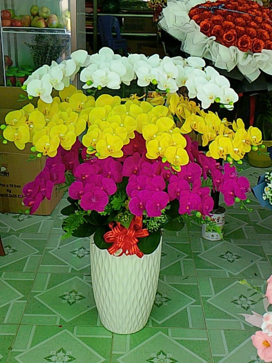  Hoa Lan Hồ Điệp – Lựa Chọn Hoàn Hảo Cho Ngày Tết - Lan Hồ Điệp Giá Rẻ Bắc Tân Uyên