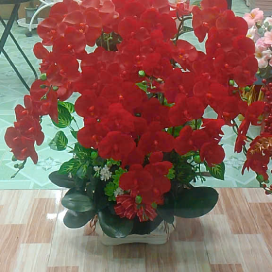 Hoa lan đẹp