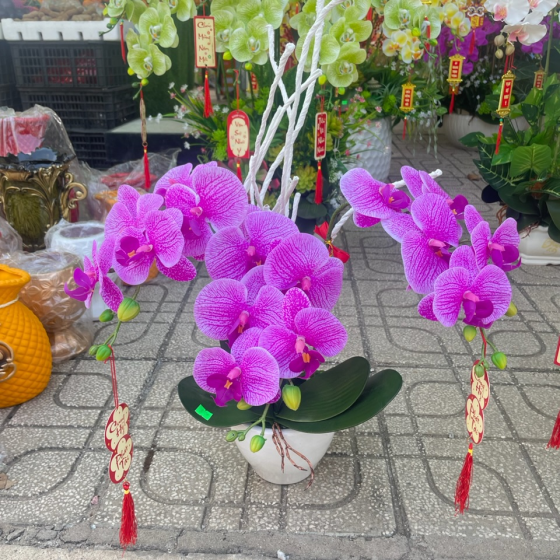 Hoa lan hàng cao su non