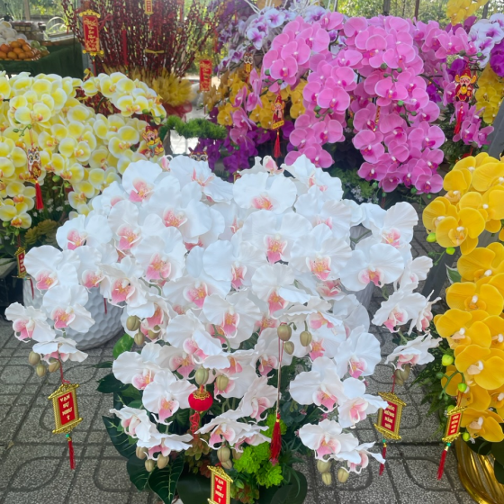 Hoa lan hàng cao su non