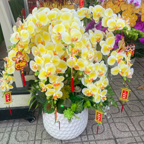 Hoa lan hàng cao su non