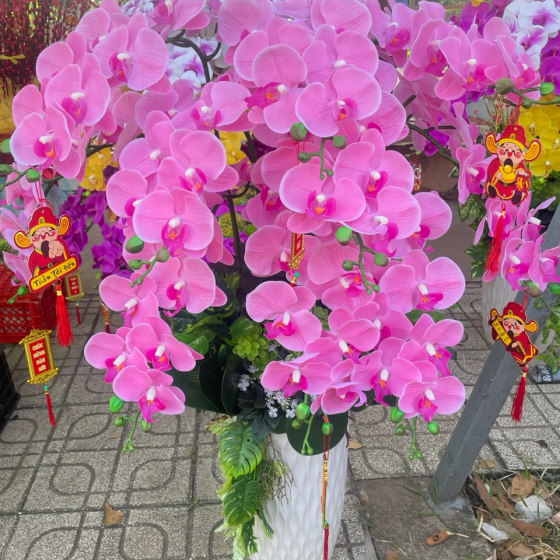 Hoa lan hàng cao su non