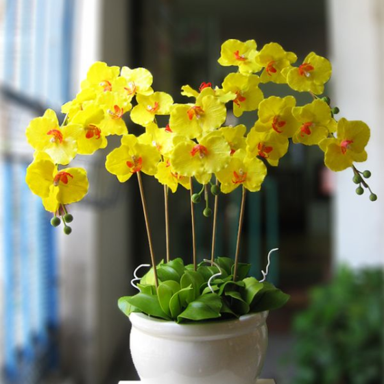 LAN HỒ ĐIỆP ĐẸP